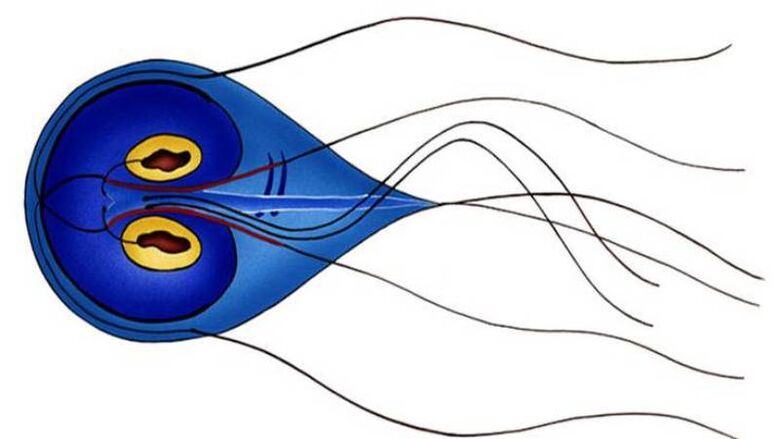 Giardia, ένα παράσιτο στο ανθρώπινο λεπτό έντερο