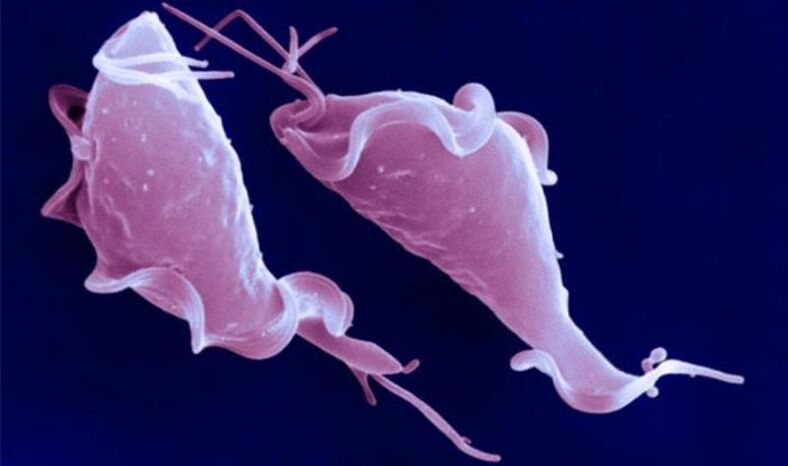 Το Trichomonas vaginalis είναι ένα πρωτόζωο παράσιτο που προκαλεί στειρότητα.